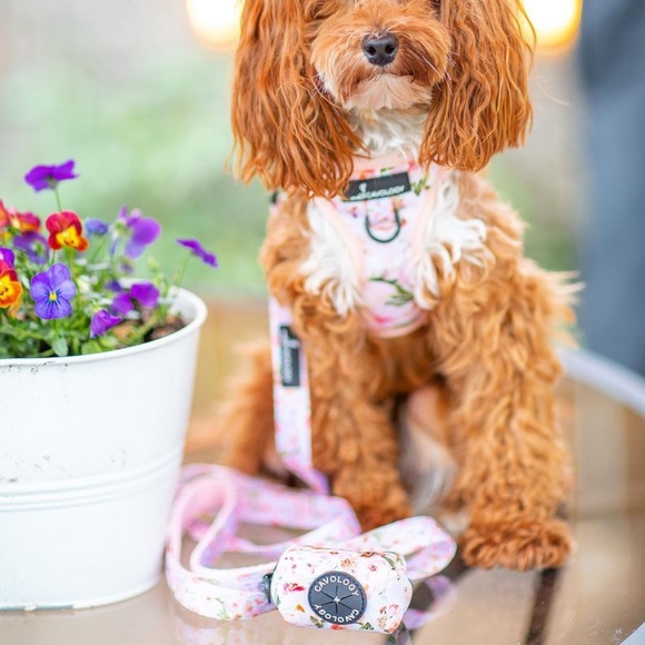 Cavology Dog bundle - Picture 2 of 5